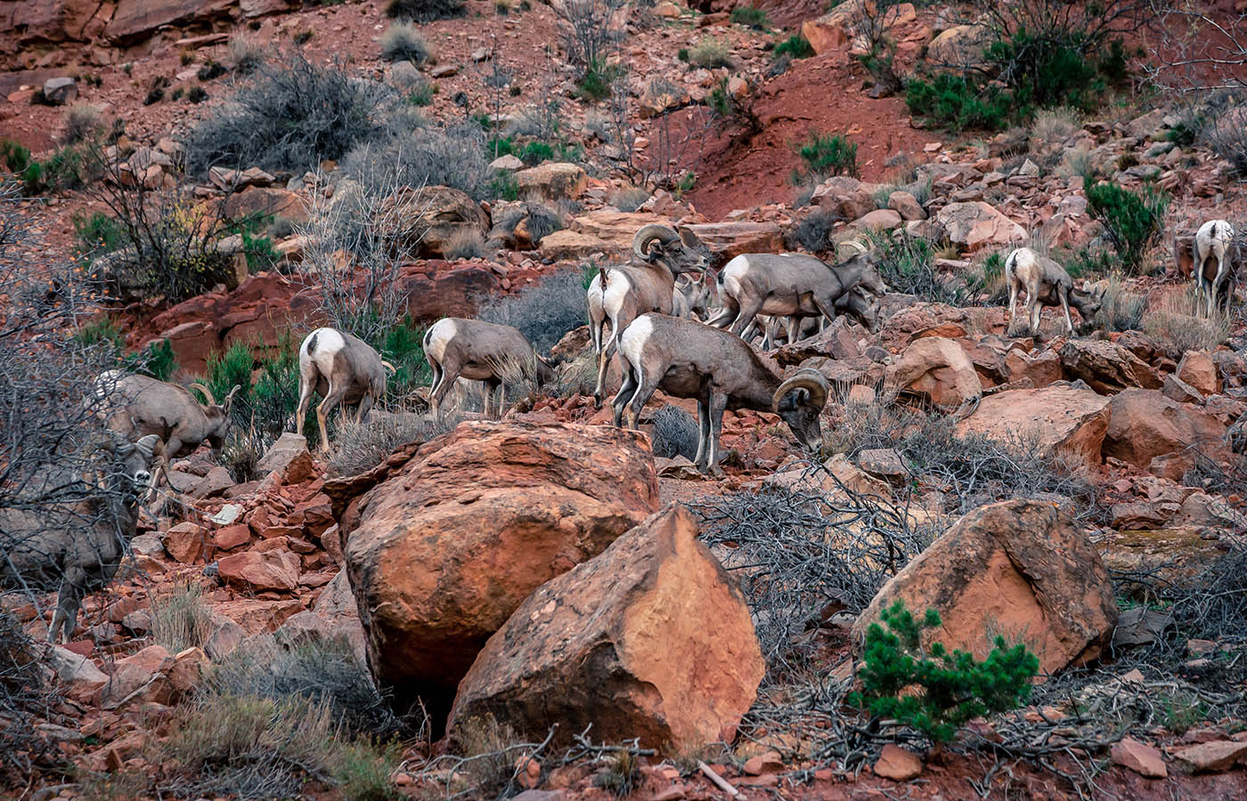 Wildlife Viewing & Photography Bighorn sheep in Colorado National Monument Grand Junction CO wildlife and desert canyon landscape