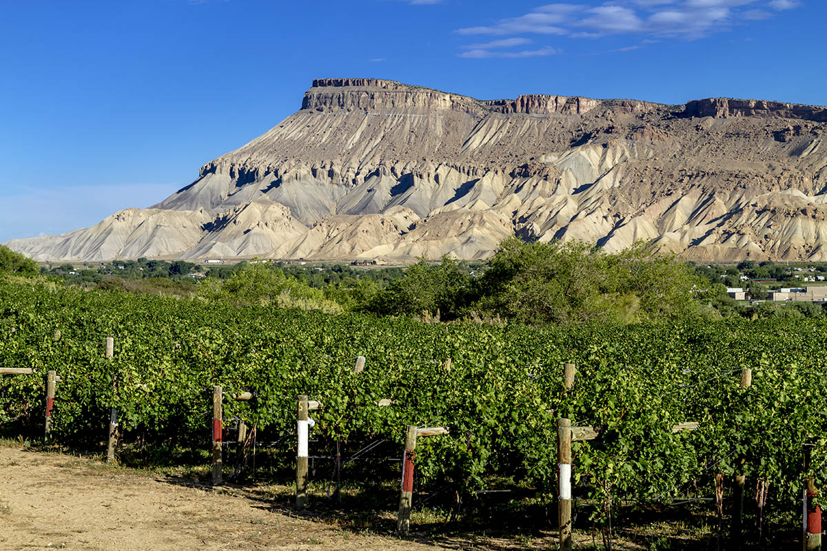 Colorado River Valley Vineyard Colorado River Valley Vineyard between Grand Junction and Palisade with Mount Garfield views